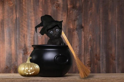 Rompecabezas De 1000 Piezas De Gato Negro Halloween Espeluznante - Imagen 1 de 4