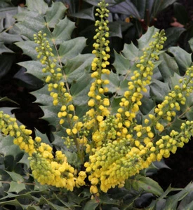 Mahonie Winter Sun 80-100 cm - Mahonia media - Foto 1 di 1