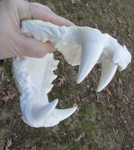 Ti-liger leone tigre morte ganasce cast denti tassidermia plastica replica - Foto 1 di 6