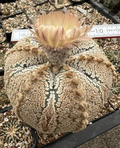 Astrophytum asterias super kaputo fiorito bella vecchia rarità con 6 costole - Foto 1 di 8