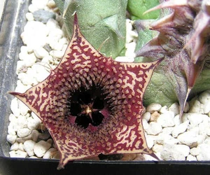 Huernia araba saudita - Foto 1 di 1
