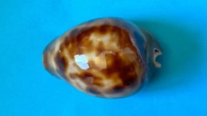 CYPRAEA ZOILA VENUSTA EPISEMA F. SORRENTENSIS SEASHELL F+/++ 54.8 mm - Picture 1 of 10