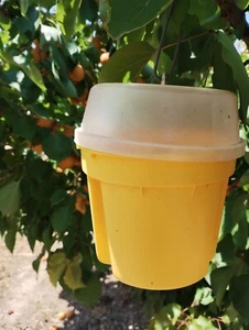 trampa captura masiva mosca de la fruta - Imagen 1 de 1