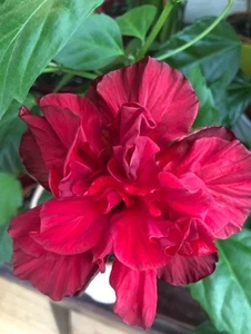 Hibiscus Double Petal Plant Not Hoya - Picture 1 of 6