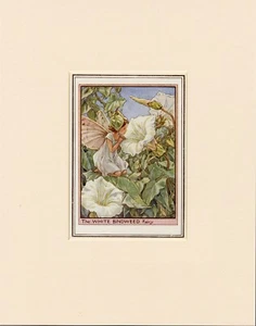 WHITE BINDWEED FLOWER FAIRY Original Vintage Cecily Mary Barker Print Mounted - Picture 1 of 1