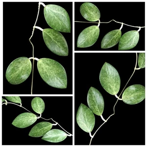 Hoya Rime Splash leafs propaggine non radicata/pianta suckers non radicata - Foto 1 di 4
