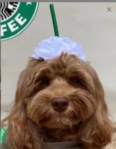 NEU Frappuccino Kaffee Hund Halloween Kostüm Kopfschmuck Handarbeit Essen Starbucks - Bild 1 von 17
