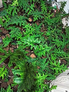 Alocasia Jacklyn (10 Knollen) + Pflanzenschutzmittel - Bild 1 von 3