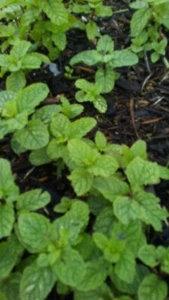 10 Live Peppermint plants bare root, Organic, - Picture 1 of 1