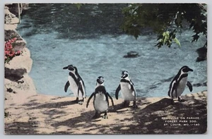 Penguins On Parade Forest Park Zoo St. Louis Missouri Postcard c1942 - Picture 1 of 2