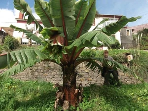 2 x winterharte Sikkimensis -Banane Palmen exotische Pflanzen im für den Garten - Bild 1 von 1