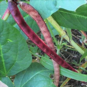 Red Ripper Cowpea Seeds - For 2025 Planting Small Mexican Red Beans Turtle Pea - Picture 1 of 7