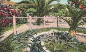 Postkarte Alligator Farm Los Angles Kalifornien NH1 - Bild 1 von 2