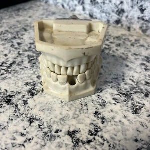 Vintage Columbia Dentoform Corp NY denti attrezzatura dentale modello denti adulti - Foto 1 di 6