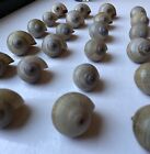 Lot of 24 Fresh Water Apple Snail Shells