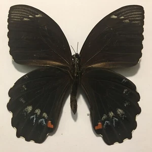 Real Insect/Butterfly/Moth Set/Spread B1745 Rare Papilio gambrisius - Picture 1 of 4