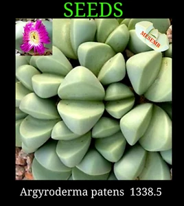 Argyroderma patens 10 x Seeds mesemb related to Lithops Conophytum LIVING STONE - Picture 1 of 4