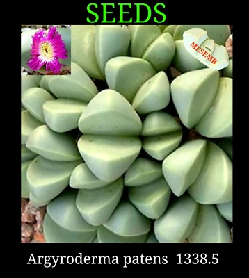 Argyroderma patens 10 x Seeds mesemb related to Lithops Conophytum LIVING STONE  - Image 1 of 4