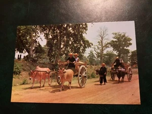 Northern Thailand, carts drawn by buffalos and cows, real picture 1970's A - Picture 1 of 2