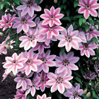Clematis 'Nelly Moser' Hardy Climber Plant Colourful Flowering Shrub | 9cm Pot