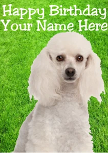 Grußkarte Pudel Hund hs237 Gartenspaß süß personalisiert Happy Birthday - Bild 1 von 1