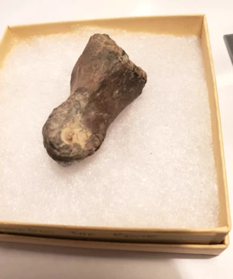 Dinosaur Bone Fossil, Iguanodon Toe Bone Isle Of Wight, Wessex Formation - Image 1 of 4