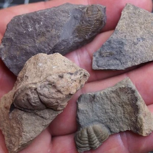 Lote de 4 fósiles cámbricos trilobites checos 77 g dino 1030 - Imagen 1 de 8