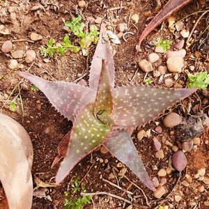 Aloe hybrid. Aloe saponaria, Aloe maculata. Mediterranean garden Succulent plant - Foto 1 di 3