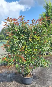Photinia fraersii Red Robin XXL Spalier Glanzmispel immergrün - Bild 1 von 8