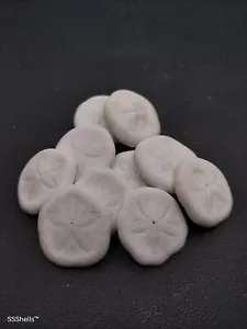 20 x sea biscuits. Laganum-laganum Sand dollar urchin Beach home decor sea shell - Picture 1 of 3