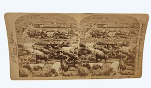 Vintage 1892 Underwood Stereoansicht Union Stock Yards Viehszene - Bild 1 von 3