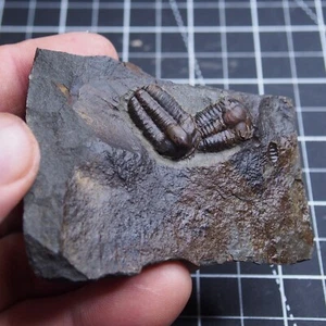 Tschechischer Trilobit Ellipsocephalus hoffi Kambrium Fossilien Dino - Bild 1 von 10