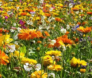 MEZCLA DE FLORES SILVESTRES 3B abeja pájaro mariposa - 1 onza semillas a granel - Imagen 1 de 1