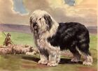 Old English Sheepdog - CUSTOM MATTED - Dog Art Print - Megargee