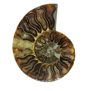 Ammonite, Fossil, 4", stand included, polished, specimen, #R-6537 - Picture 1 of 11