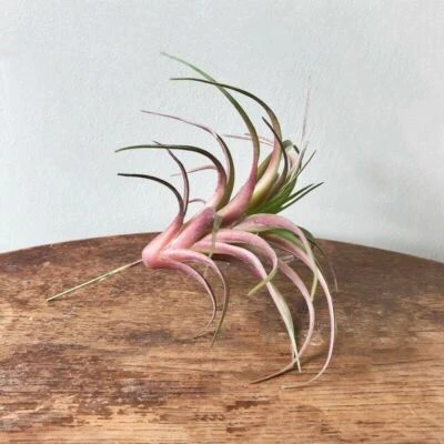 HEAVENLY HOMES AND GARDENS Artificial Air Plant Realistic Green Purple Faux Succulent Houseplant Tillandsia