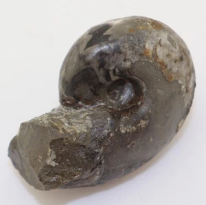 Goniatit, Tornoceras sp., Devon, Fammene, Beul bei Eisborn, Balve, BRD-L319 - Bild 1 von 6