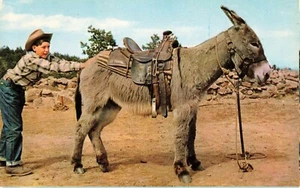 Cartolina Umorismo Asino / Divertente Il Pigro Burro - Foto 1 di 2