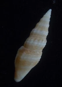 seashell Cytharopsis species RARE 21.8mm F+++ - Picture 1 of 3