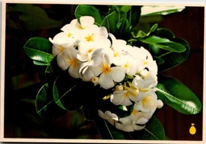 Chrome Continential Postcard White Plumeria Flower of Hawaii HI UNP - Picture 1 of 2