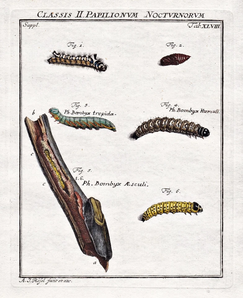 Falter moths Raupen Tab XLVIII engraving Kupferstich Rösel von Rosenhof 1746 - Bild 1 von 1