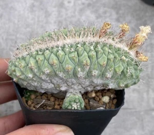 Rare Plant SucculentLive Strombocactus disciformis Cristata WYSIWYG Lateral bud - Imagen 1 de 5