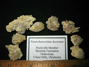 Ordovician Bromide Pararchaeocrinus decoratus crinoid fossil 1 per bid (medium) - Picture 1 of 5