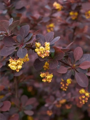 BOHLKEN BAUMSCHULEN Blutberberitze | Rote Heckenberberitze 'Atropurpurea' | Berberis thunbergii