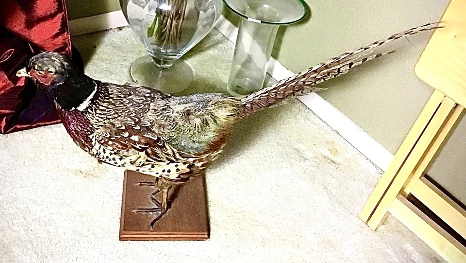 Taxidermia faisán chino vintage con cuello anillado, macho, montaje de pie Foto 1 de 1