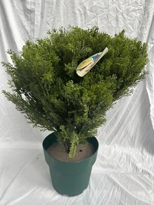 National Tree Company 22 pulgadas Árbol de cedro globo artificial con maceta verde para cultivadores. - Imagen 1 de 4