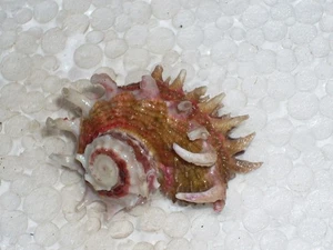 ANGARIA POPPEI AMAZING PATTERN - Picture 1 of 2