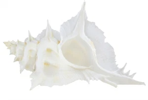 Alabastro Murex Seashell 4-5" - Imagen 1 de 4