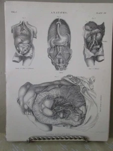 Vintage Print,ANATOMY,Intestines,Encyc,Britannica,1889 - Picture 1 of 1