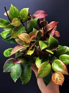 HOYA Sunrise π
| Sun-Stressed π₯ | 100mm Pot + Saucer (#0073) - Picture 1 of 8
